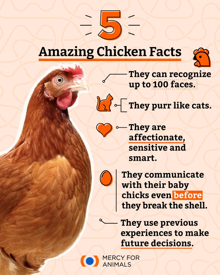 About Chicken Shop